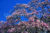 SWITZERLAND, Vaud, Montreux, Magnolia Tree in bloom, SW1544JPL