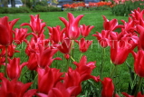 SWITZERLAND, Vaud, Montreux, red Tulips, SW1509JPL