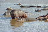 TANZANIA, Ngorongoro Crater, Hippopotamus in waterhole, TAN801JPL