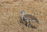 TANZANIA, Ngorongoro Crater, Kori Bustard bird, TAN802JPL