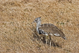 TANZANIA, Ngorongoro Crater, Kori Bustard bird, TAN802JPLA