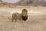 TANZANIA, Ngorongoro Crater, Lion, TAN803JPL