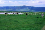 TANZANIA, Ngorongoro Crater, Ostriches, TAN692JPL