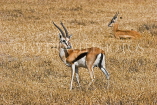 TANZANIA, Ngorongoro Crater, Thomson's Gazelle, TAN805JPL