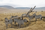 TANZANIA, Ngorongoro Crater, herd of Zebras, TAN800JPL