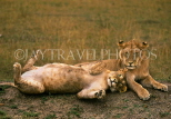 TANZANIA, Ngorongoro Crater, young male and femal lions, TAN670JPL