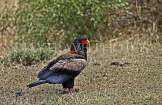 TANZANIA, Serengeti National Park, Bateleur Eagle, TAN810JPL