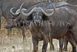 TANZANIA, Serengeti National Park, Cape Buffalo, TAN818JPL