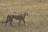 TANZANIA, Serengeti National Park, Cheetah, TAN819JPL