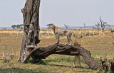 TANZANIA, Serengeti National Park, Cheetahs, TAN820JPL