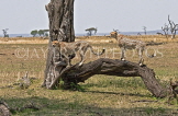TANZANIA, Serengeti National Park, Cheetahs on fallen tree branch, TAN821JPL