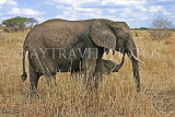 TANZANIA, Serengeti National Park, Elephant and calf, TAN822JPL