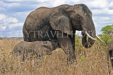 TANZANIA, Serengeti National Park, Elephant and calf, TAN823JPL