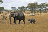 TANZANIA, Serengeti National Park, Elephant and calf, TAN824JPL