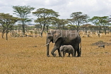 TANZANIA, Serengeti National Park, Elephant and calf, TAN825JPL
