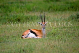 TANZANIA, Serengeti National Park, Gazelle, TAN713JPL