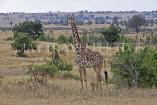 TANZANIA, Serengeti National Park, Giraffe, TAN827JPL