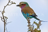 TANZANIA, Serengeti National Park, Lilac Breasted Roller, TAN830JPL