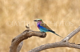 TANZANIA, Serengeti National Park, Lilac Breasted Roller, TAN830JPLA