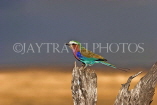 TANZANIA, Serengeti National Park, Lilac Breasted Roller, TAN831JPL