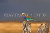 TANZANIA, Serengeti National Park, Lilac Breasted Roller, TAN831JPLA