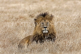 TANZANIA, Serengeti National Park, Lion resting, TAN832JPL