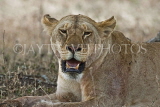 TANZANIA, Serengeti National Park, Lioness resting, TAN833JPL