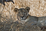 TANZANIA, Serengeti National Park, Lioness resting in the shade, TAN834JPL