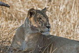 TANZANIA, Serengeti National Park, Lioness resting in the shade, TAN835JPL
