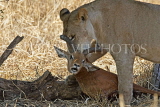 TANZANIA, Serengeti National Park, Lioness with its kill, TAN836JPL