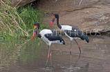 TANZANIA, Serengeti National Park, Saddle Bill Storks, TAN843JPL