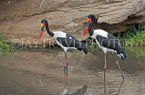 TANZANIA, Serengeti National Park, Saddle Bill Storks, TAN844JPL