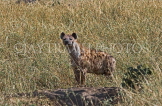 TANZANIA, Serengeti National Park, Spotted Hyena, TAN845JPL