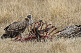 TANZANIA, Serengeti National Park, Vultures feeding on a kill, TAN848JPL