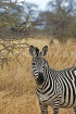 TANZANIA, Serengeti National Park, Zebra, TAN849JPL