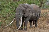 TANZANIA, Serengeti National Park, bull Elephant, TAN812JPL