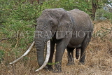 TANZANIA, Serengeti National Park, bull Elephant, TAN812JPL