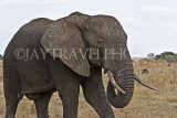 TANZANIA, Serengeti National Park, bull Elephant, TAN813JPL