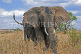 TANZANIA, Serengeti National Park, bull Elephant, TAN814JPL