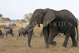 TANZANIA, Serengeti National Park, bull Elephant, TAN815JPL