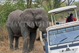 TANZANIA, Serengeti National Park, bull Elephant by safari jeep, TAN816JPL