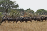 TANZANIA, Serengeti National Park, herd of Buffalo, TAN829JPL