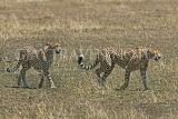 TANZANIA, Serengeti National Park, pair of Cheetahs, TAN840JPL