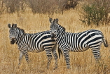 TANZANIA, Serengeti National Park, pair of Zebras, TAN841JPL