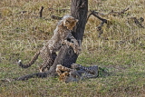 TANZANIA, Serengeti National Park, two Cheetah cubs playing, TAN847JPL