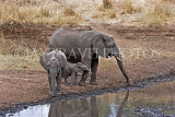 TANZANIA, Tarangire National Park, Elephants at a waterhole, TAN850JPL
