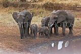 TANZANIA, Tarangire National Park, family of Elephants at a waterhole, TAN852JPL