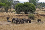 TANZANIA, Tarangire National Park, herd of Elephant, TAN853JPL