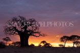 TANZANIA, Tarangire National Park, sunset and Baobab tree, TAN855JPL