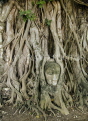 THAILAND, Ayuthaya, Wat Phra Mahathat, Buddha head entwined in roots, THA2095JPL